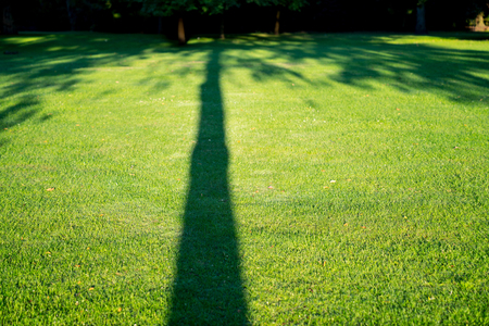 Long shadow of tree across green lawn.の写真素材