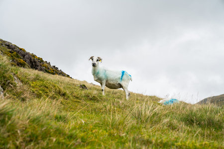 Black faced sheep on high country farming Slieve Mish Mountains, Ireland