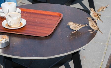 Pesky sparrow scavenging crumbs on cafe table.の写真素材