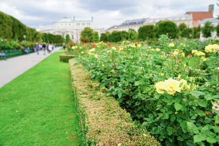 Rose garden backgrounds defocused distant people and buildings shallow depth of fieldの写真素材