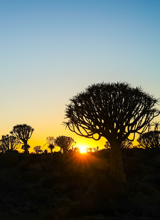 Golden hues as sun rises over rugged terrain of quiver tree forest, Namibiaの写真素材