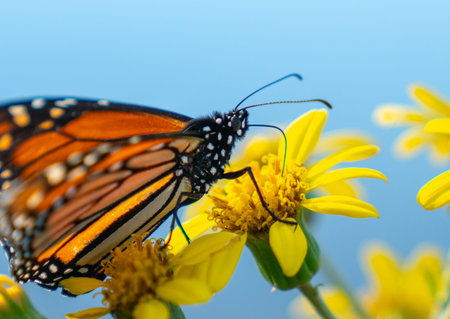 Monarch butterfly close-up on yellow ligularia flower.の写真素材