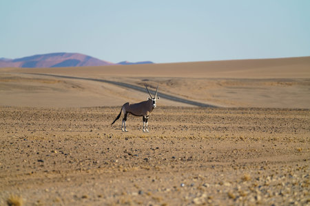 Oryx stops and looks towards camera in desert plain Namibiaの写真素材