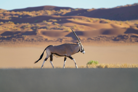 Oryxwlaks along side road with sand dunes in background, Namibiaの写真素材