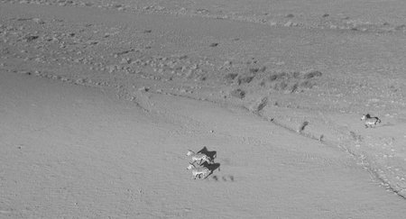 Zebra kick up dust galloping across desert plain in aerial landscape from tourist helicopter flightSossusvlei Namibia.の写真素材