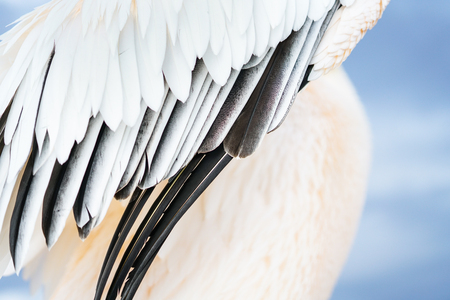 Abstract close-up great white pelican wing diagonal compositionの写真素材
