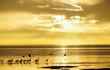 Flamingo silhouetted on waters edge in golden glow sunset at Swakopmund, Namibiaの写真素材