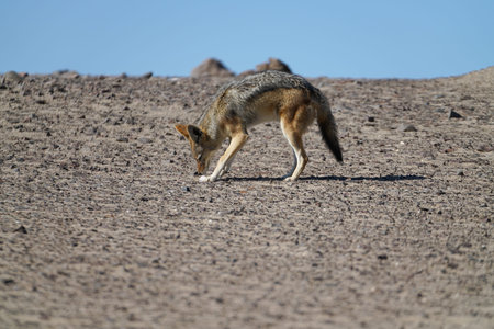 Jackal sniffing the ground in Namibia desert landscape, Damaraland.