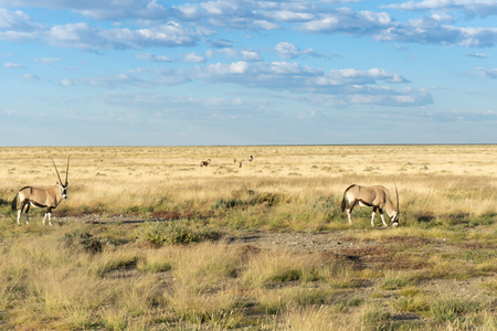 Oryx in Namibian landscape in Etosha National Park.の写真素材