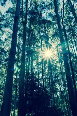 Blurry trees  retro image looking up inside rain forest on Mount Tamborine, Queensland Australiaの写真素材