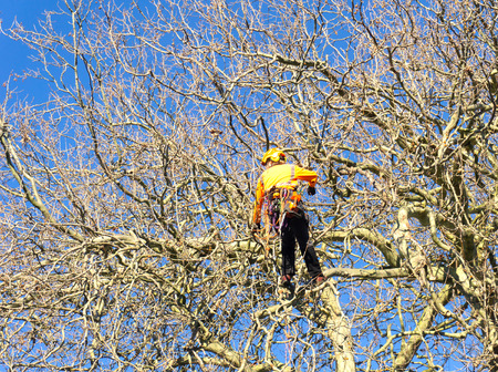 TAURANGA, NEW ZEALAND - 2 JULY 2018; Arborist high in leafless London Plane tree supported by safety ropes trimming branches.のeditorial素材