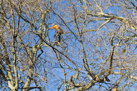 TAURANGA, NEW ZEALAND - 2 JULY 2018; Arborist high in leafless London Plane tree supported by safety ropes trimming branches.のeditorial素材
