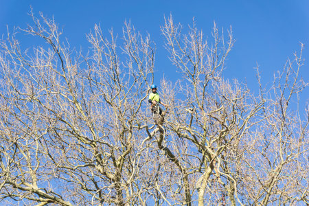 TAURANGA, NEW ZEALAND - 2 JULY 2018; Arborist high in leafless London Plane tree supported by safety...