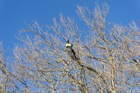 TAURANGA, NEW ZEALAND - 2 JULY 2018; Arborist high in leafless London Plane tree supported by safety ropes trimming branches.のeditorial素材