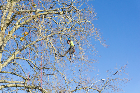 TAURANGA, NEW ZEALAND - 2 JULY 2018; Arborist high in leafless London Plane tree supported by safety ropes trimming branches.のeditorial素材