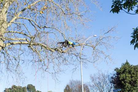 TAURANGA, NEW ZEALAND - 2 JULY 2018; Arborist hanging horizontal high in leafless London Plane tree supported by safety ropes trimming branches.のeditorial素材