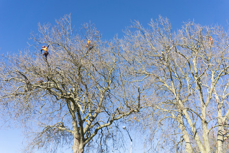 TAURANGA, NEW ZEALAND - 2 JULY 2018; Three arborist high in leafless London Plane trees supported by safety ropes trimming branches.のeditorial素材