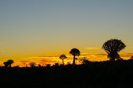 Silhouette quiver tree landscape back-lit by intense sunset at Keetmanshoop, Namibia.の写真素材