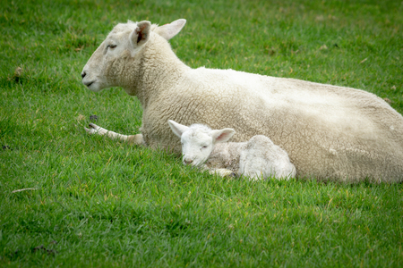 Sheep and new lamb resting in green grass  on farm in New Zealandの写真素材