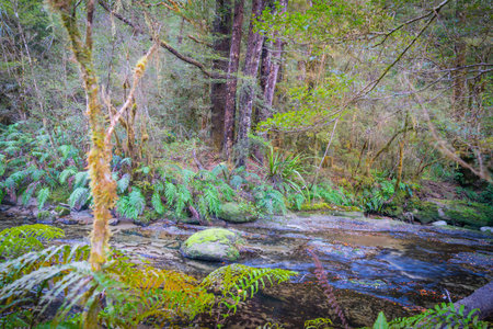 Stream flowing through natural New Zealand bush environment along West Bank of Matakitaki River