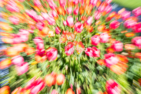 Bright floral impressionist abstract in zoom blur spring time garden color.の写真素材
