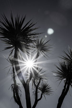 New Zealand cabbage tree against sky with lens flare in black and whiteの写真素材