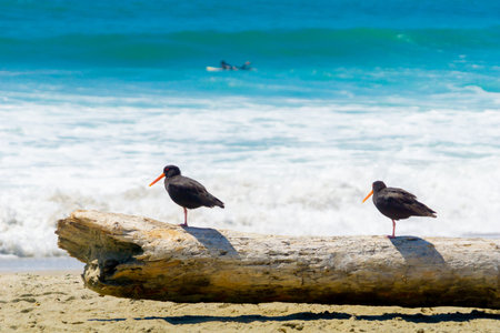 Two black oystercatchers on log on beach watching the sea and surfers on Main Beach Mount Maunganui,...