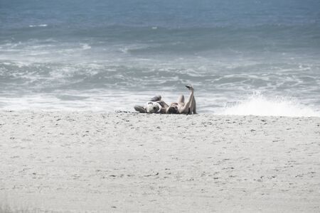 TAURANGA  NEW ZEALAND - FEBRUARY 14 2019; Old-fashioned faded grainy photo of couple sunbathing with woman holdin mobile phone upのeditorial素材