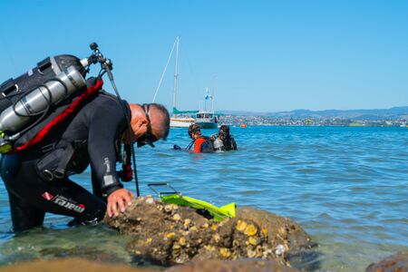 TAURANGA NEW ZEALAND - MARCH 3 2019; Focus on divers in water while another diver prepares to enter water at Pilot Bay wharf for annual beach cleanのeditorial素材