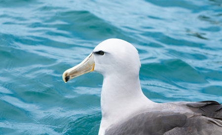New Zealand coastal albatross, white capped mollymawk seabirdの写真素材