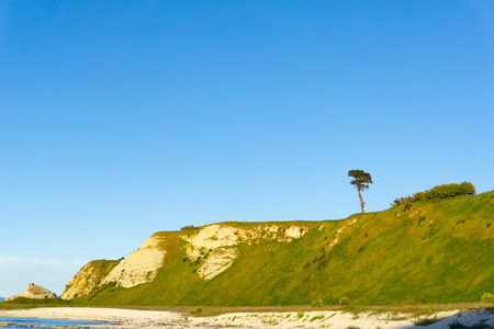 Headland beyond bay with one tree at sunrise on headland at Kaikoura South Island New Zealandの写真素材