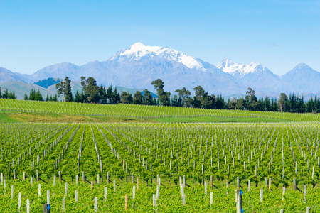 Vineyards in Marlborough long rows of springtime growth across flat fields running to foothills in distanceの写真素材