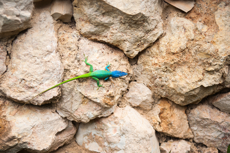 Blue headed anole brightly colored lizard in Cubaの写真素材