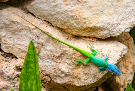 Blue headed anole brightly colored lizard in Cubaの写真素材