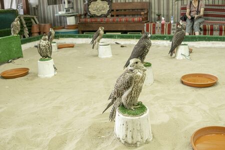 DOHA QATAR - JULY 11 2019; Falcons used in the ancient art and sport of Arabic falconry, in Doha falcon marketのeditorial素材