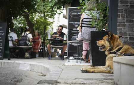 ATHENS GREECE - JULY15 2019; Dog waits for owner to finish coffeei n Plaka district  streetside cafe outdoors under shady trees with selective focus on dog and background blurred.のeditorial素材