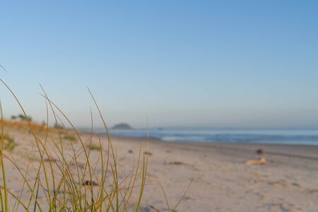 Golden glow of sedge growing on sand as dune protection at Papamoa, with Mount Maunganui in distance, Tauranga New Zealand.の写真素材