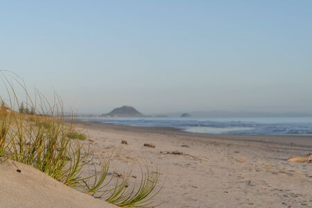 Golden glow of sedge growing on sand as dune protection at Papamoa, with Mount Maunganui in distance, Tauranga New Zealand.の写真素材
