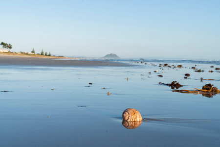 Large seashell and washed up kelp on sand with beach and sea background at Papamoa Tauranga, New...