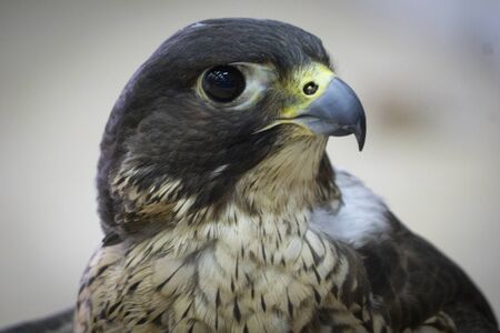 Falcons used in the ancient art and sport of Arabic falconry, in Doha.の写真素材