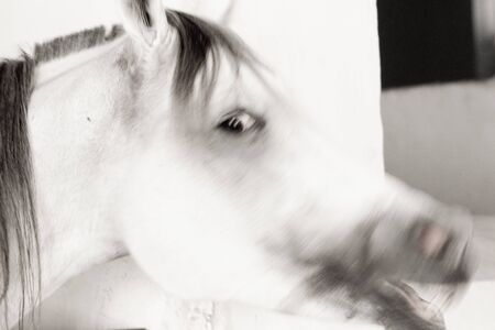 Horse portrait close-up motion blurred effect abstract.の写真素材