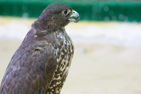 Falcons used in the ancient art and sport of Arabic falconry, in Doha.