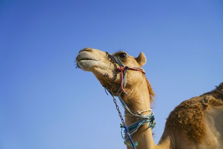 Camels tied waiting tourists to provide the desert experience of a camel ride.の写真素材
