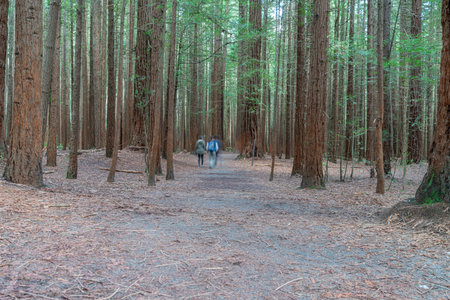 Small group people blurred in motion walking through Whakarewarewa Redwood Forest in Rotorua.のeditorial素材