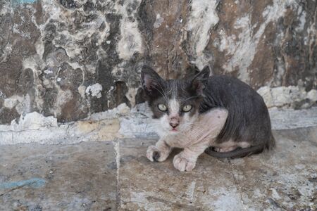 One wild unhealthy and uncared for catの写真素材