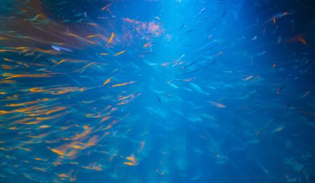 abstract long exposure of deep blue on water illuminated by light shing above attracting schools of small colored fish in abstract long exposureの写真素材