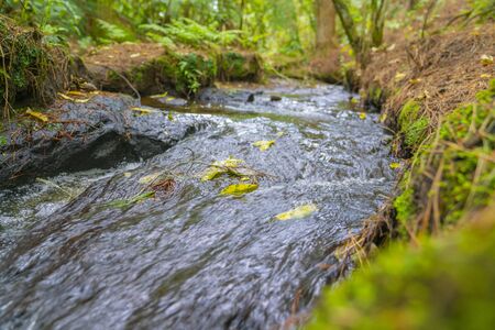Small flowing stream washing leaves along as it flows through New Zealand bush.の写真素材