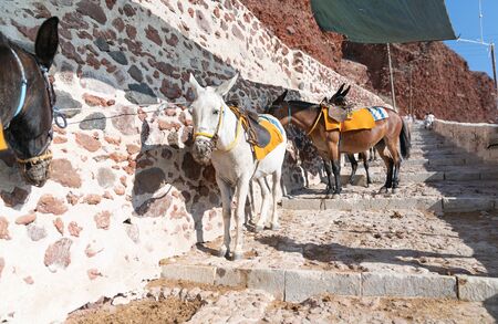 Donkeys saddled and tethered standing in sun waiting to be hired by tourists standing on steps at Oia on Greek island of Santorini.の写真素材