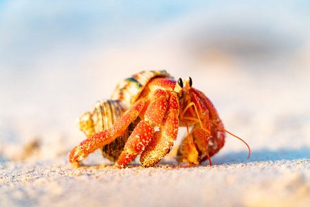 Strawberry hermit crab carrying its protective shell home along beach.