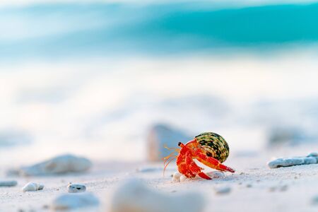 Strawberry hermit crab carrying its protective shell home along beach.の写真素材